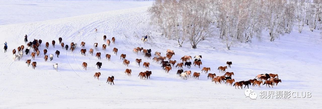 冬季烏蘭布統壩上雪地奔馬金山嶺長城六天攝影